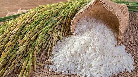 Giá lúa gạo hôm nay 26/10: Giá lúa đồng loạt tăng 100 đồng
