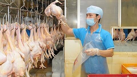 Xuất khẩu sản phẩm chăn nuôi: Vẫn rất khiêm tốn