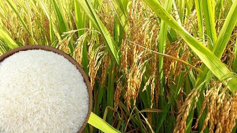 Giá lúa gạo hôm nay 27/10: Giá lúa gạo tăng giảm, trái chiều