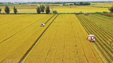 Giá lúa gạo hôm nay 29/10: Giá lúa tăng thêm 100 đồng/kg