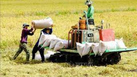 Giá lúa gạo hôm nay 5/11: Giá gạo đồng loạt tăng mạnh tới 500 đồng/kg