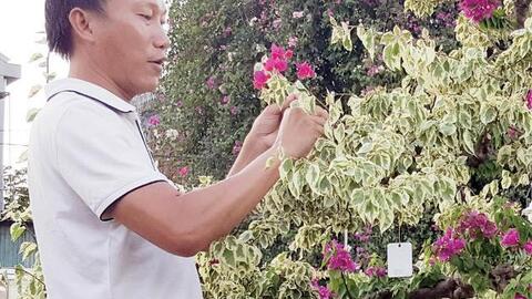 “Sống khỏe” nhờ trồng hoa giấy
