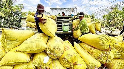 Giá lúa gạo hôm nay 16/11: Giá lúa giảm 200 đồng/kg, giá gạo xuất khẩu ổn định