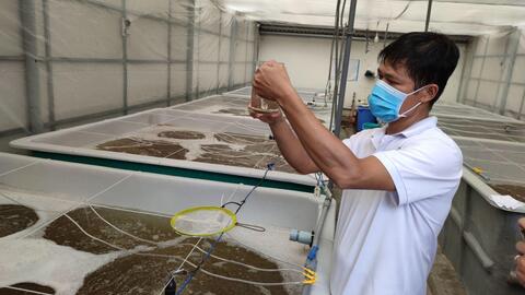 Tiềm năng mở rộng nuôi tôm càng xanh 