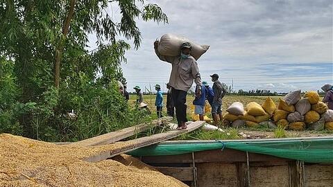 Giá lúa gạo hôm nay 18/11: Giá lúa tăng giảm trái chiều