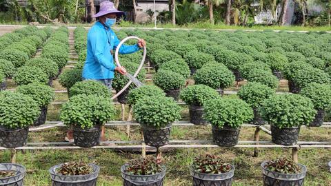 Nông dân Cần Thơ chuẩn bị hoa kiểng phục vụ thị trường Tết 