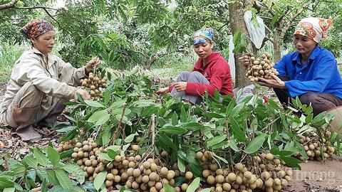 Thêm nhiều cơ hội xuất khẩu trái cây Việt