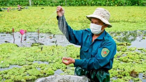 Nuôi cá bã trầu cộng sinh - “làm chơi ăn thiệt” 