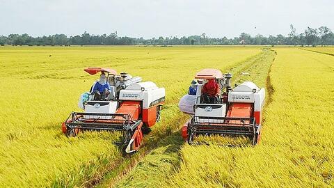 Giá lúa gạo hôm nay 10/12: Giá lúa gạo nội địa đi ngang, giá xuất khẩu giảm thêm 5 USD/tấn