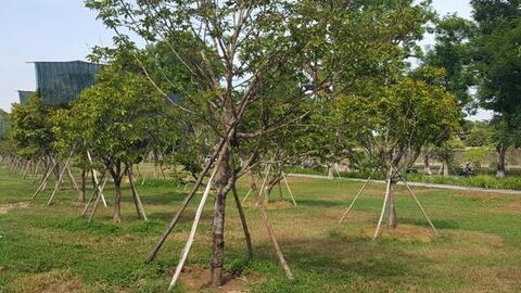 Phát triển giống Mai vàng Huế