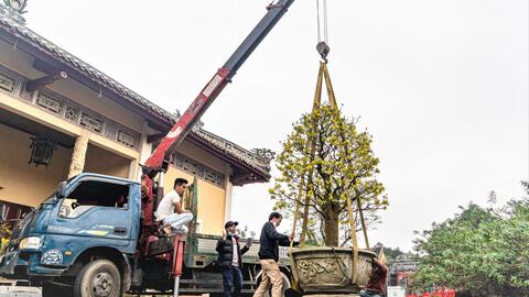 Đưa Huế trở thành xứ sở mai vàng của Việt Nam