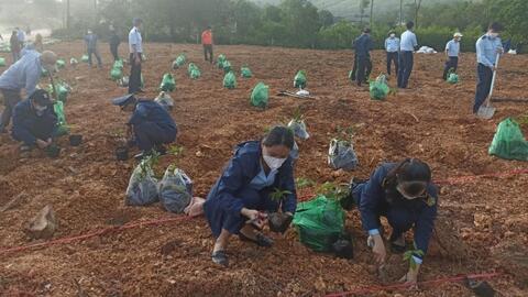 Cục Quản lý thị trường trồng 2.500 cây mai vàng tại xã Phong Sơn