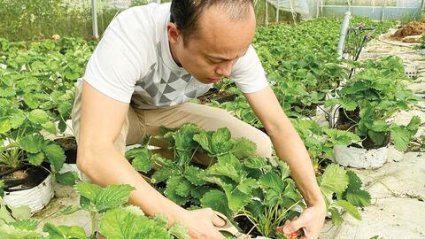 Triển vọng từ dâu tây thuần khí hậu Huế