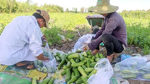 Giá nhiều loại rau màu tăng 