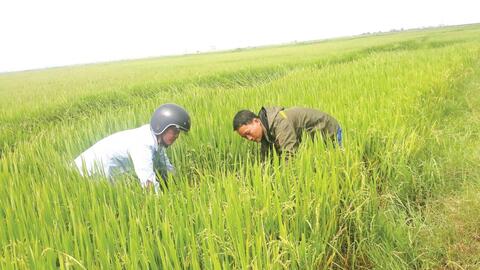 Nỗ lực bằng nhiều giải pháp, đảm bảo sản xuất