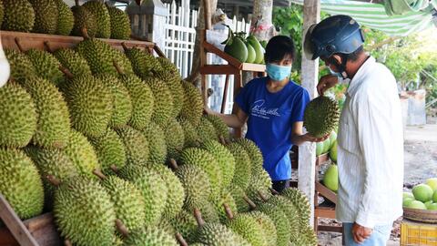 Giá sầu riêng tăng do nhu cầu tiêu thụ tăng 