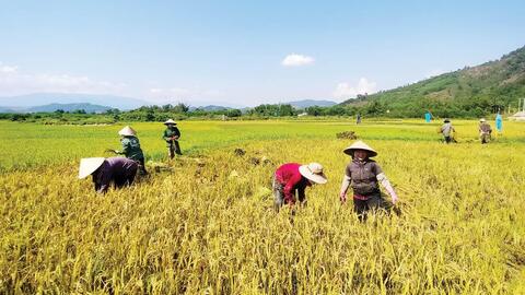 Bảo vệ mùa màng, tài sản trước giông lốc, thời tiết cực đoan