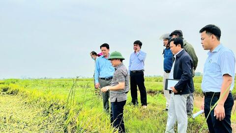 Hương Thủy: Khẩn trương đấu úng để người dân thu hoạch lúa kịp thời