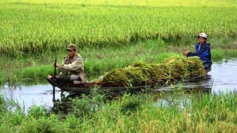 Chủ động thu hoạch, hạn chế thiệt hại vụ đông xuân do thời tiết
