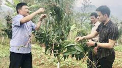 Cựu chiến binh Cơ tu làm kinh tế giỏi