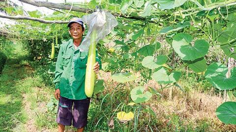 Diện tích sản xuất rau tăng 