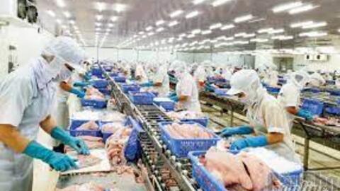 Liên kết chặt chẽ đưa con cá tra "bơi nhanh, bơi xa" 