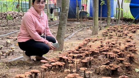 Mô hình cộng sinh của The VOS 