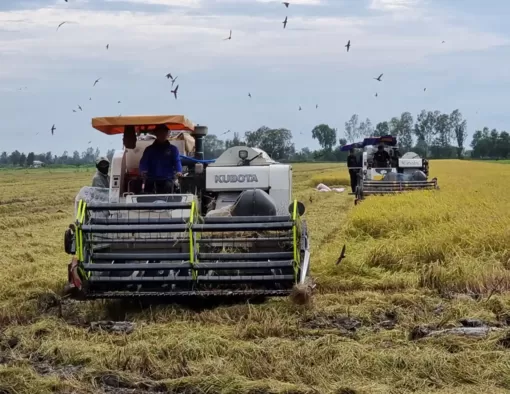 Cờ Đỏ nhân rộng mô hình sản xuất nông nghiệp hiệu quả 