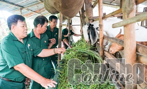 Cựu chiến binh giúp nhau làm kinh tế 