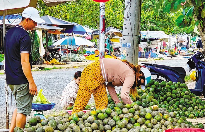 Cam sành giá thấp, khó tiêu thụ 