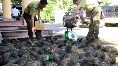 Ngăn chặn nhập lậu, vận chuyển trái phép động vật...