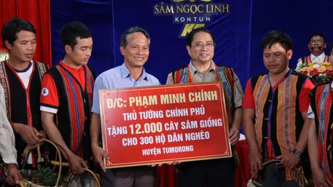 Kon Tum: 300 hộ nghèo trồng 12.000 cây sâm Ngọc Linh do Thủ tướng tặng