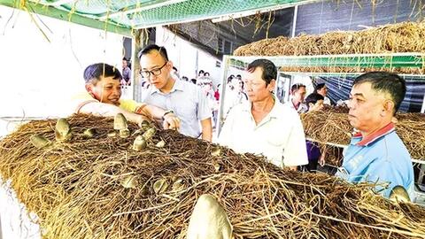 Sử dụng rơm hiệu quả theo hướng nông nghiệp tuần hoàn 