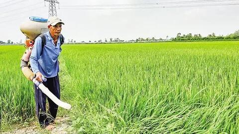 Triển vọng lúa đông xuân bán được giá cao 