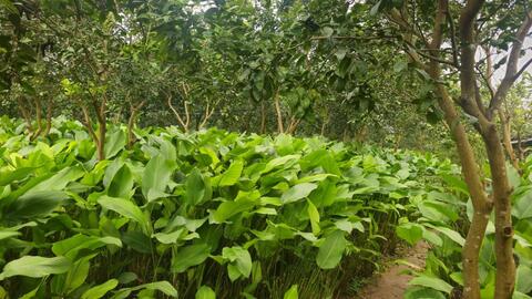 Làng “hái lá đếm tiền” bận rộn vào Tết