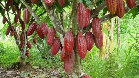 Bà Rịa - Vũng Tàu: Hơn 5.000 hecta cây trồng ứng dụng công nghệ cao