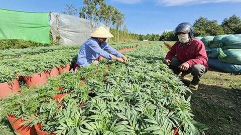 Lượng hoa kiểng nông dân chuẩn bị phục vụ Tết Nguyên đán 2025 giảm 