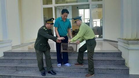 Người dân giao nộp tê tê Java quý hiếm “đi lạc”