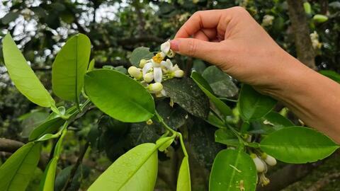 Người dân Hà Tĩnh 'se duyên' cho cây bưởi Phúc Trạch
