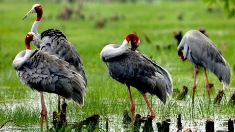6 cá thể sếu đầu đỏ Thái Lan sắp về Việt Nam