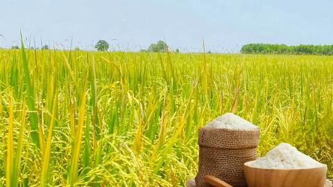 Giá lúa gạo hôm nay ngày 22/4: Thị trường lặng sóng