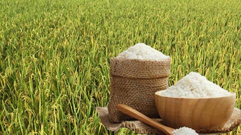 Giá lúa gạo hôm nay ngày 17/6: Lúa tươi, gạo xuất khẩu giảm