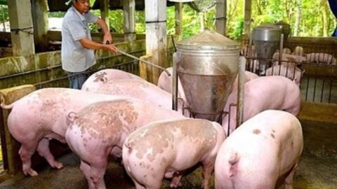 Giá heo hơi hôm nay 15/9/2025: Duy trì đà bình ổn