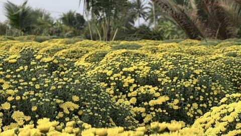 TikTok Shop hỗ trợ nhà vườn tiêu thụ hơn 2.500 chậu cúc mâm xôi nở sớm