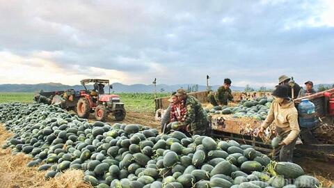 Gia Lai: Nông dân dựng chòi giữa đồng, bám ruộng dưa đón Tết