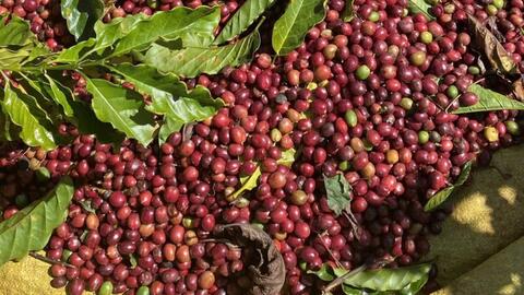 Giá cà phê thế giới giảm sâu dưới áp lực nguồn cung