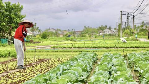 Đà Nẵng: Các làng rau tất bật vụ Tết