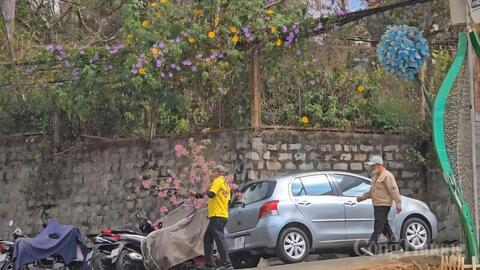 Phản cảm hành vi chặt cành mai anh đào trước mặt du khách quốc tế tại Đà Lạt