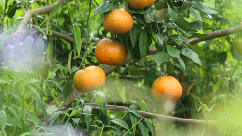 Nhộn nhịp 'thủ phủ' cam bù Hà Tĩnh những ngày giáp Tết