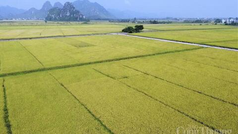 Xuất khẩu gạo đầu năm 2026: Tăng trưởng giữa vòng xoáy cạnh tranh